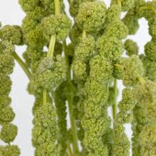 Image result for Amaranthus