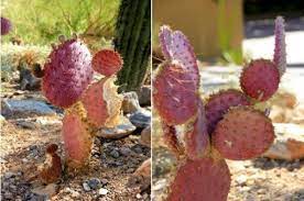 So, plant the spikies in their own pots. Identifying Common Arizona Cacti Prickly Pear Saguaro Jumping Cholla And More Homes For Sale Real Estate In Scottsdale Az Az Golf Homes