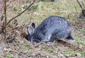 Check spelling or type a new query. Why Do Rabbits Dig Holes Rabbit Care Tips