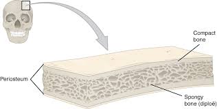 Approximately 60, 25, 10, 3 and 1% of the aluminium body burden is in the bone, lung, muscle, liver and brain, respectively. Bone Structure Anatomy And Physiology I