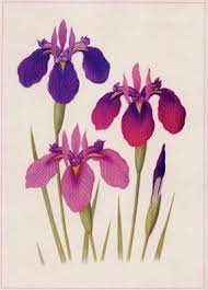 Growing With Plants Hanashobu The Art Of Growing And Displaying Japanese Iris Iris Painting Flower Art Flower Painting