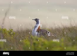 Image result for Vaccinium stanleyi