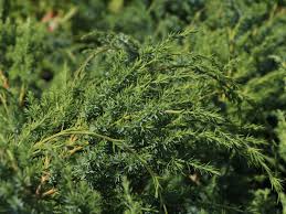 Wacholder Blue Alps Juniperus Chinensis Blue Alps Baumschule Horstmann