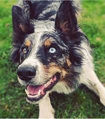 We did not find results for: Rare Border Collie Colors Patterns Merle Slate Sable More