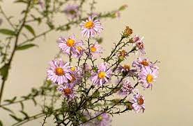 Symphyotrichum Laeve Calliope Plant Finder Plants Propagating Plants
