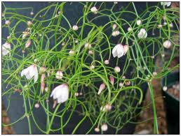 Image result for Drimia calcarata