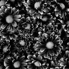 Check spelling or type a new query. Black And White Flower Posters Fine Art America