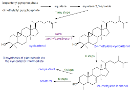 Main sterol in animal cell membrane. Sterols Plant Sterols Sterol Esters Sterol Glycosides Ergosterol From Plants Algae And Fungi Structure Occurrence Biochemistry And Function
