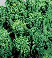 Broccoli raab is very quick growing, often maturing in as little as 45 days (although 60 days is more typical, especially during the cooler months). Rapini Broccoli Rabe 60 Days Riccia Di San Marzano Sessantina Weston Seed