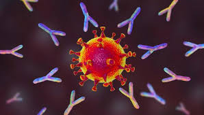 Los antígenos pueden ser tanto sustancias que. Los Anticuerpos Monoclonales Un Arma Contra El Coronavirus Tecnologia Gestion