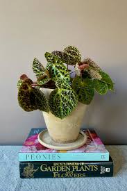 Image result for Berkheya ferox