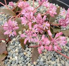 Image result for Ledebouria Unidentified sp. no6.