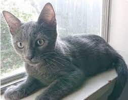 Russian Blue And Tabby Mixed Cat For Adoption In West Melbourne Florida - Hank In West Melbourne Florida Russian Blue Cat Adoption Tabby Kitten