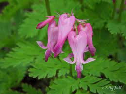Image Result For Native Bleeding Heart Bleeding Heart Garden Image