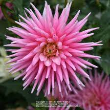4 bright pink cactus on a low 2' plant. Garden Patio Bolly Bulbs Semi Cactus Dahlia Park Princess Tubers Stunning Pink Flowers Globalgym Parsberg Com