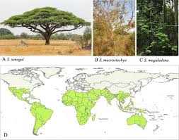 Image result for Acacia kamerunensis