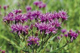 Ironweed: The Superhero of Fall Plants - Fine Gardening