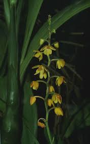 Image result for Polystachya melanantha