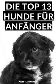 anfangerhund die 13 besten hunderassen fur anfanger hunderassen kleine hunde hunde rassen hunde