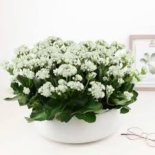 Image result for Kalanchoe