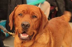 Fox red labrador puppy red lab puppies golden labrador labrador retrievers homeless dogs dog rules dog photography dog life the term 'fox red' is used to describe the darkest form of a yellow labrador color. Pros And Cons Of Owning A Fox Red Lab Healthy Homemade Dog Treats