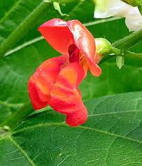 Image result for Pseudoeriosema