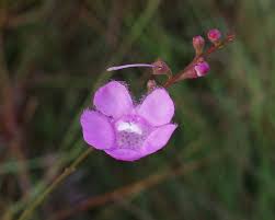 Image result for Scleria delicatula