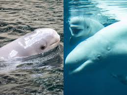 Anagrams are words made using each and every letter of the word and is of the same length as original english word. Beluga Whale Gave Birth To Healthy Calf At Georgia Aquarium