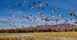 How Climate Change Is Affecting Fall Migration Patterns – EcoServants®