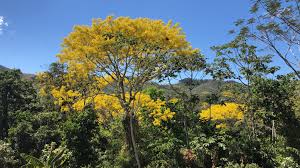 Image result for Schizolobium parahyba