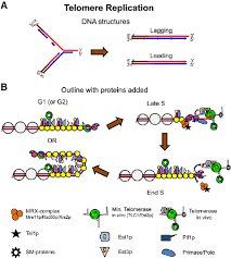 Molecular Models For Telomere Replication A Dna Structures Thought Download Scientific Diagram