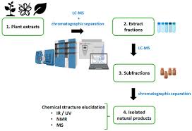 Image result for Sphaerocoryne gracilis
