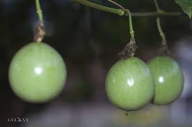 Maracuja Aka Fruit De La Passion Fruit De La Passion Guadeloupe