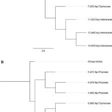 Image result for Hyparrhenia mobukensis