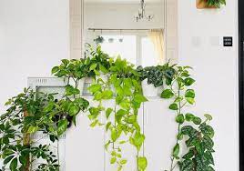 Often mislabelled as a philodendron, the golden pothos one of the reasons golden pothos plants are so popular is that they can thrive in very low light conditions. Golden Pothos Plant Care And Growing Guide