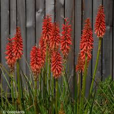 Image result for Kniphofia