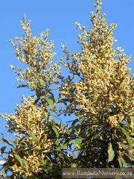 Image result for Brachylaena discolor