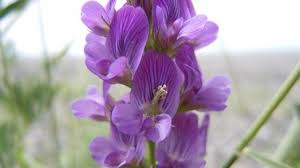 Image result for Medicago sativa