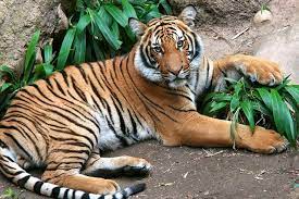 Connor The Tiger Tiger Tiger Love Cat Species