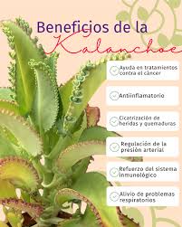 Más que una simple suculenta, la Kalanchoe es un tesoro medicinal. Con  propiedades antiinflamatorias, cicatrizantes y antioxidantes, esta planta  ha sido usada en la medicina natural por generaciones. 🌱✨ Si amas lo