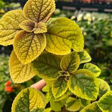 Image result for Plectranthus elegans