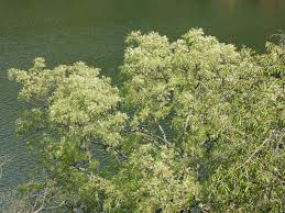 Image result for Kirkiaceae