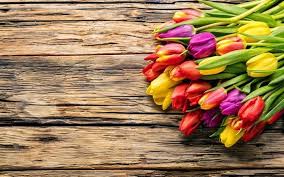 Purple Yellow Red Tulips Wooden Background Spring Pictures Wallpaper Desktop Laptop Comp In 2020 Spring Wallpaper Spring Flowers Background Beautiful Scenery Wallpaper