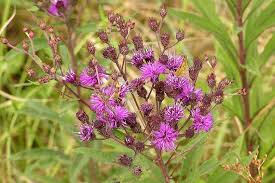 Image result for Vernonia myriantha