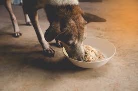Nom nom is healthy, fresh food for cats and dogs formulated by vets. The 6 Best Fresh Dog Food Delivery Services Of 2021