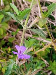 Image result for Astripomoea malvacea