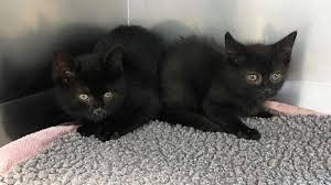 Süße britisch black mix katzen baby kater. Unbekannte Setzen Schwarze Katzenbabys In Northeim Aus Northeim