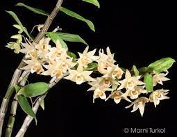 Dendrobium Catenatum Crown Jewelry Jewelry Crown