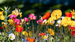 Orange flowers make for great floral designs and flower arrangements because it is a color that is usually overlooked in favor of other hues such as white or pink flowers, which are often a florist's choice options as such colors are very popular for weddings. 66 Wallpaper Poppies On Wallpapersafari