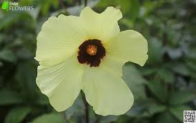 Check spelling or type a new query. Gujarati Flower Names